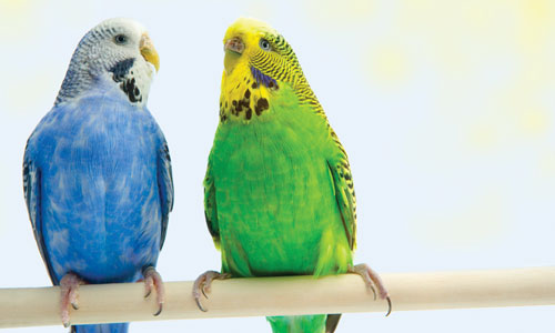 Buy Bird Feed or Supplies 15% OFF at Specialty Pet Supplies