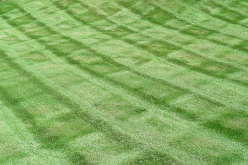 $50 OFF Annual Lawn Care Program at NaturaLawn of America