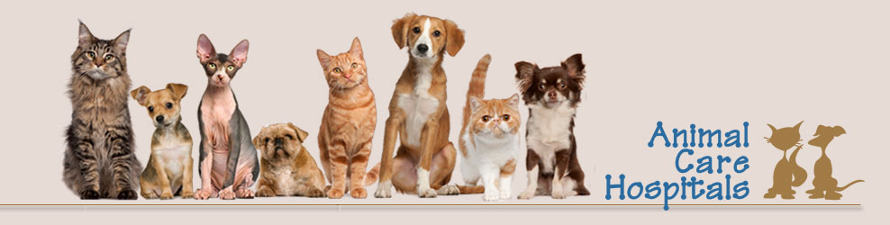 Animal Care Hospital in Sterling Hts, MI banner