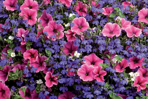 $5 OFF Your purchase of $25 or More at Countryside Flower Shop, Nursery & Garden