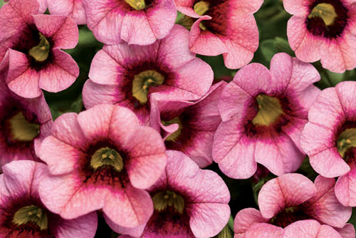 $5 OFF Your Purchase Of $75 Or More at Laemmle Green House
