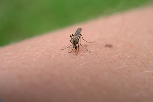 $50 OFF Mosquito & Tick Control at CJB Pest & Mosquito Control