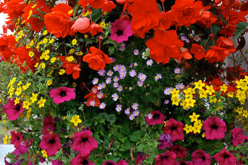 $5 OFF Any Purchase Over $50 at Gaier Farms & Greenhouse