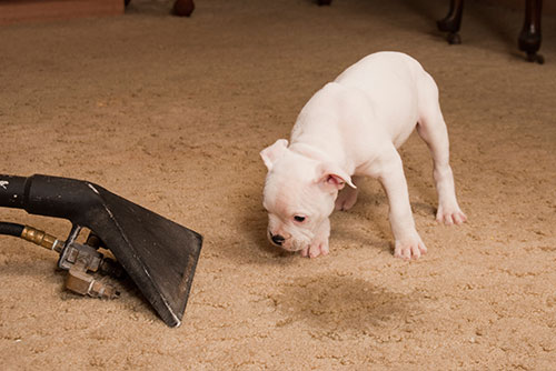 $50 Per Area Pet Odor Enzyme at The Master's Touch Cleaning