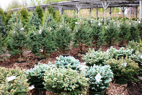 Meldrum Brothers Nursery in New Baltimore, MI | SaveOn