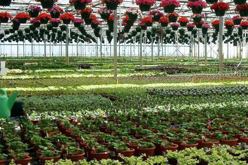 Malmborg's Garden Center & Greenhouse In Blaine, MN | HomePros