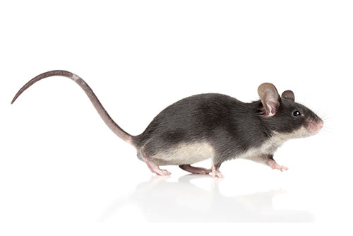 $25 OFF Mice Elimination at CJB Pest & Mosquito Control