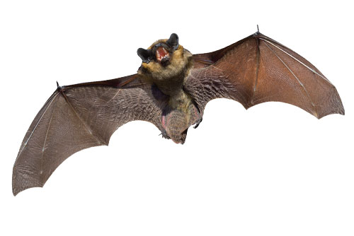 $100 OFF Bat Removal & Exclusion at CJB Pest & Mosquito Control