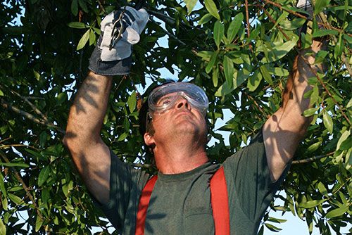 40% OFF Any Job Over $2,500 at Advanced Tree Solutions