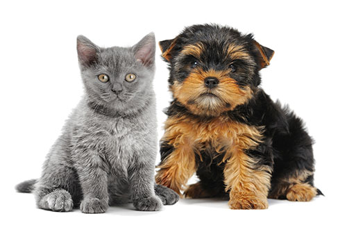 25% OFF Dog & Cat Treats & Chews at Atlas Pet Supply