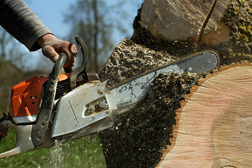 15% OFF Any Tree Job at Nate's Outdoor Services