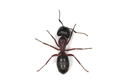 $50 OFF Carpenter Ant Elimination at CJB Pest & Mosquito Control