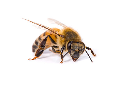 $30 OFF Wasp/Hornet/Carpenter Bee Prevention at CJB Pest & Mosquito Control