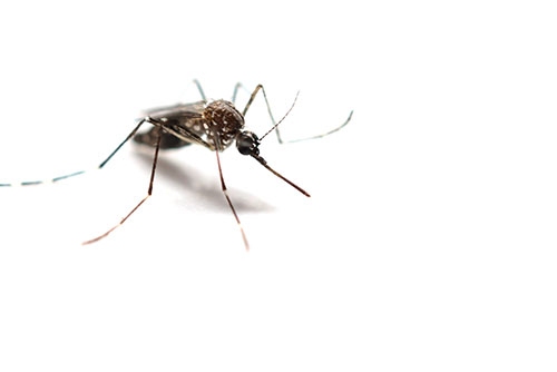 $40 OFF 3 Month Mosquito/Tick Prevention at CJB Pest & Mosquito Control