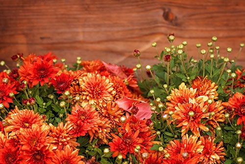 10% OFF Flower Purchase at Bronkberry Farms