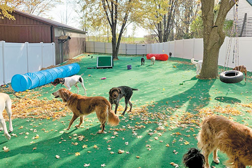 Outdoor dog shops supply coupons